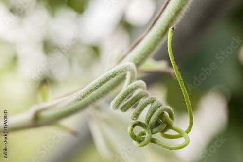 green tendril structure