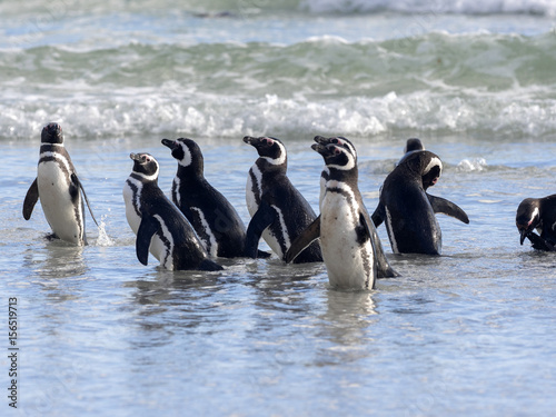 Magellanic penguin  Spheniscus magellanicus  swimming in the sea island of Sounders  Falkland Islands-Malvinas