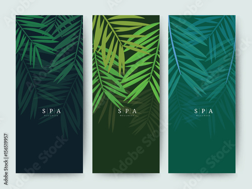 Branding Packaging palm coconut bamboo tree leaf nature background, logo banner voucher, spring summer tropical, vector illustration © meowyomsee