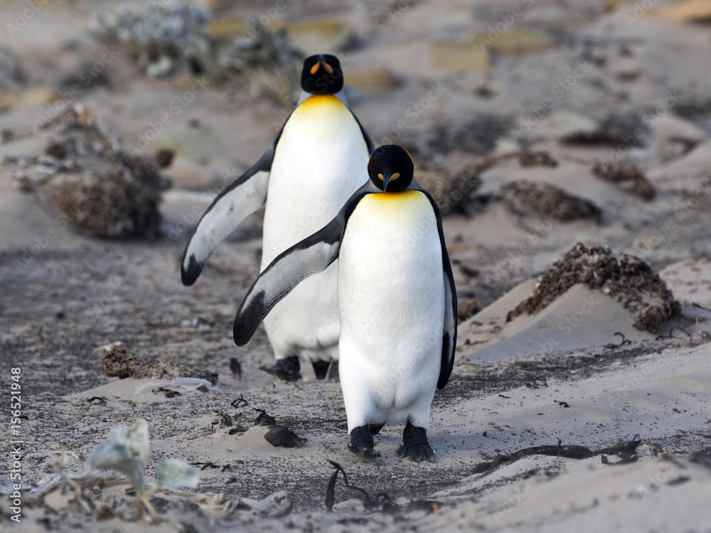 Fototapeta premium King Penguin, Aptenodytes patagonicus, of Sounder Island, Falkland Islands-Malvinas