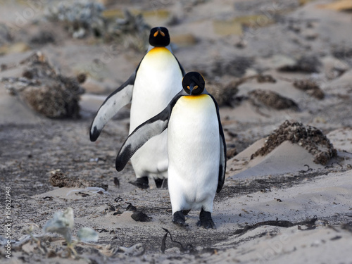 King Penguin  Aptenodytes patagonicus  of Sounder Island  Falkland Islands-Malvinas