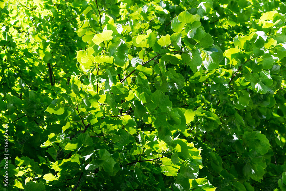 Green leaves of a tree. Green leaves texture. Natural background of green tree leaves. Green leaves of a tree. Green leaves texture. Natural background of green tree leaves.