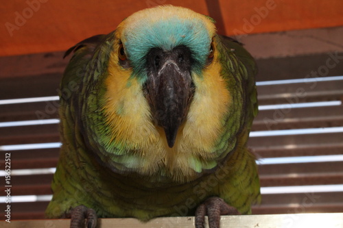 Polly