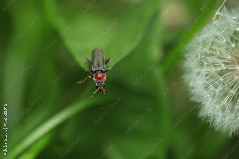 Naklejka premium cute bug on green background