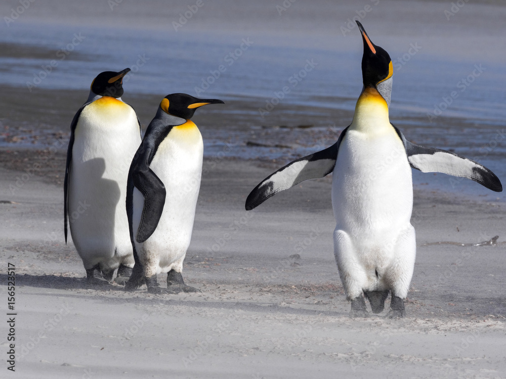 Fototapeta premium King Penguin, Aptenodytes patagonicus, of Sounder Island, Falkland Islands-Malvinas