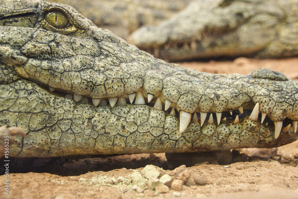 Obraz premium Nah genug