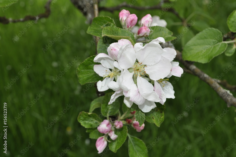 Apple flower Apple flower