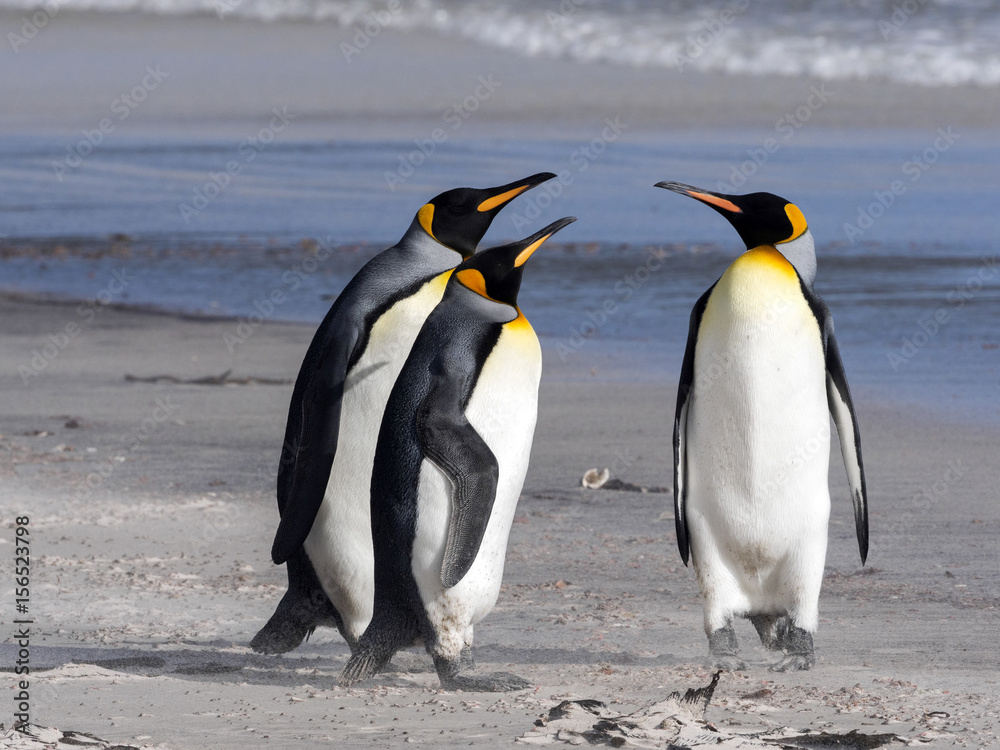 Obraz premium King Penguin, Aptenodytes patagonicus, of Sounder Island, Falkland Islands-Malvinas