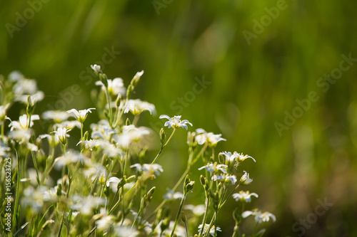 A beautiful closeup of small, white flowers in a grass