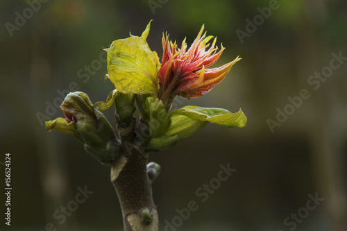 spring sprouts in spring branch photo