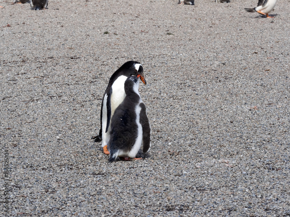 Obraz premium Feeding Gentoo puppies, Pygoscelis papua, Sounder Island, Falkland Islands-Malvinas