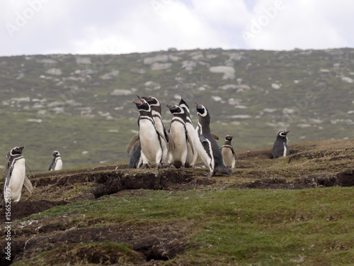 Nesting colony of Magellanic penguin, Spheniscus magellanicus, island of Sounders, Falkland Islands-Malvinas
