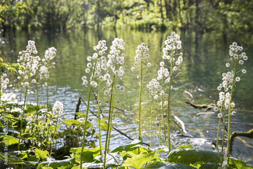 beautiful nature at  with close up on the vegetation at 