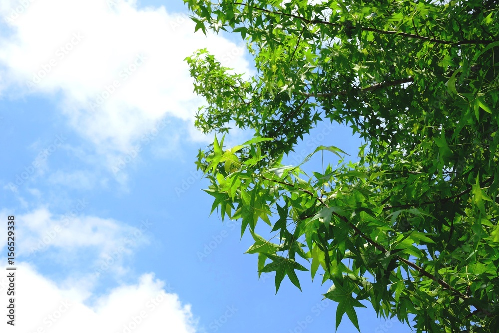 Obraz premium 青空と青葉