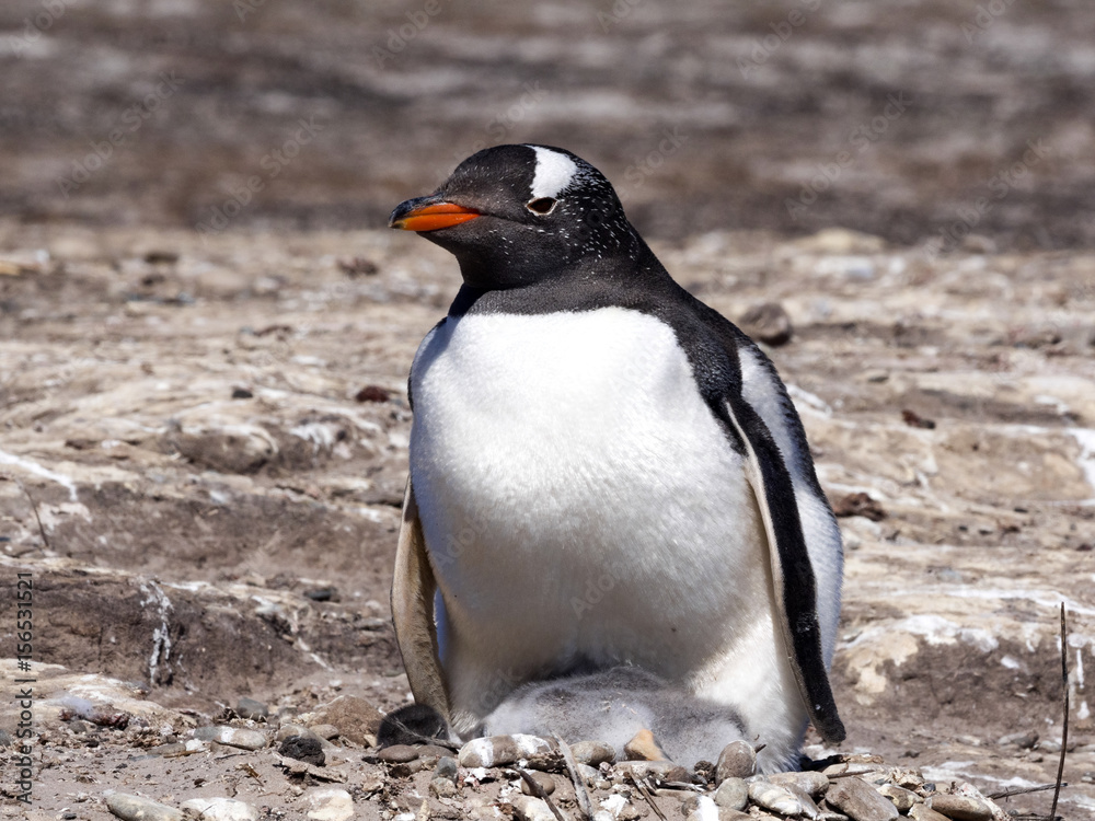 Obraz premium Gentoo penguin, Pygoscelis papua, heats the young, Sounders Island, Falkland Islands-Malvinas
