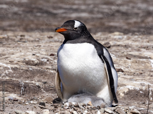 Gentoo penguin, Pygoscelis papua, heats the young, Sounders Island, Falkland Islands-Malvinas