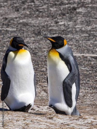 King Penguin  Aptenodytes patagonicus  of Sounders Island  Falkland Islands-Malvinas