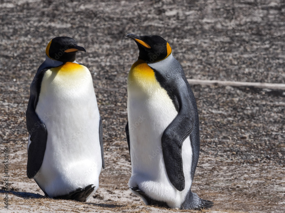 Fototapeta premium King Penguin, Aptenodytes patagonicus, of Sounders Island, Falkland Islands-Malvinas