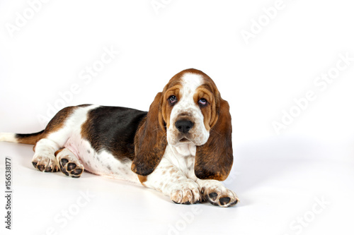 Basset hound puppy lying on a white background