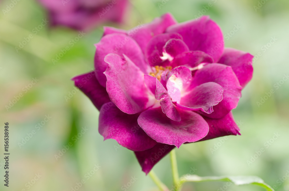 Purple roses flower blossom in a garden Purple roses flower blossom in a garden