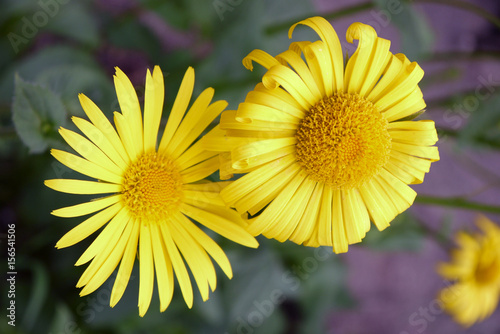 Doronicum orientale