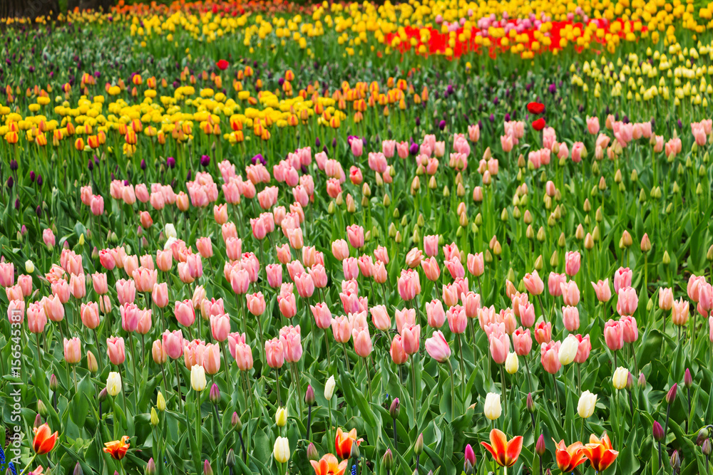 Field of multicolored tulips. Selective focus.
