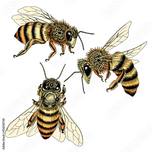 Hand drawn bees sketch set in honey spectrum color. Vector illustration of three bees from various angles in detail.