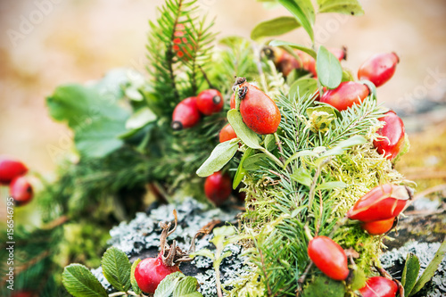 Rose hips blossom in the forest. Rose hips on them focus