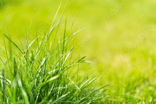 Grass in the front and the background out of focus