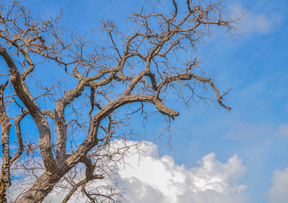 Branch of Dead tree on background blue sky with cloud Branch of Dead tree on background blue sky with cloud