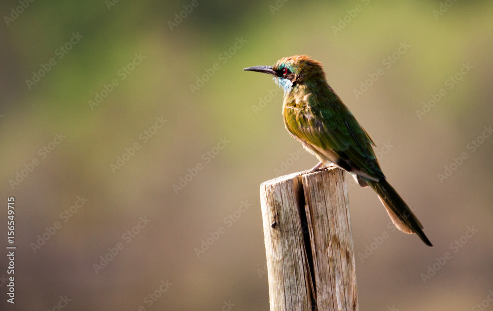 Obraz premium Green bee-eater perched on a post