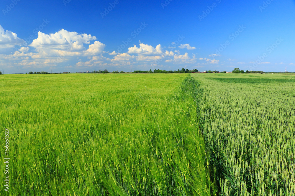 Fototapeta premium green wheat field