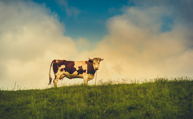 Vintage photo of a cow