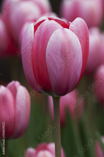 colourful tulip flowers in Poland (spring)
