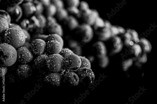 Close up, berries of dark bunch of grape with water drops in low light isolated on black background