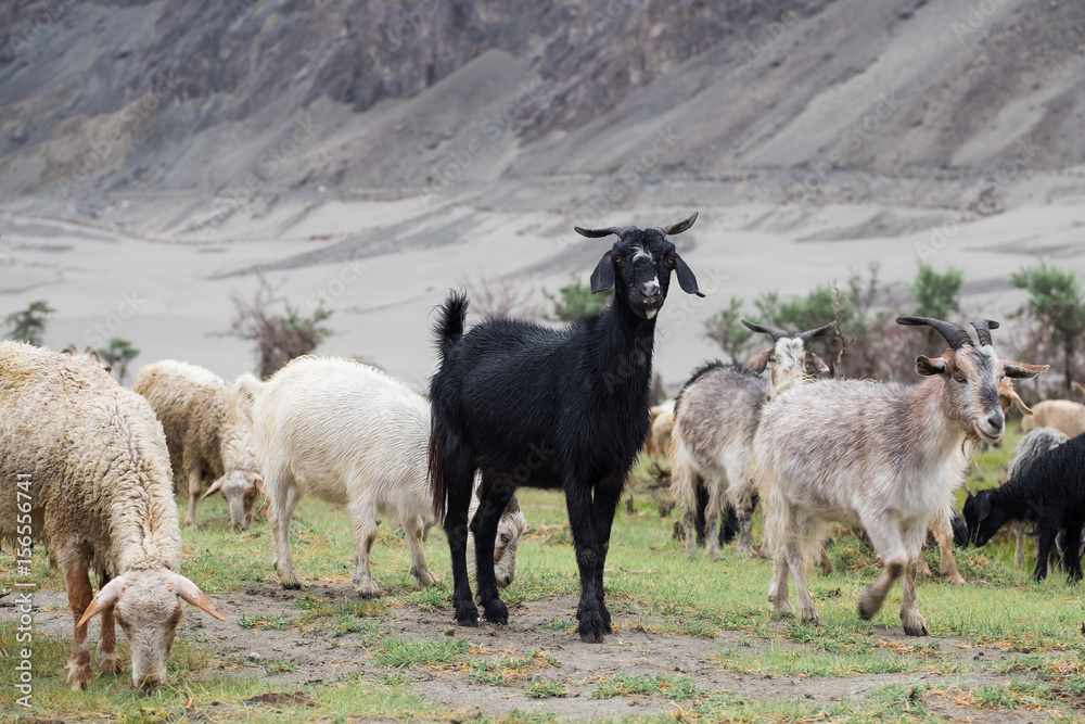 Naklejka premium black goat
