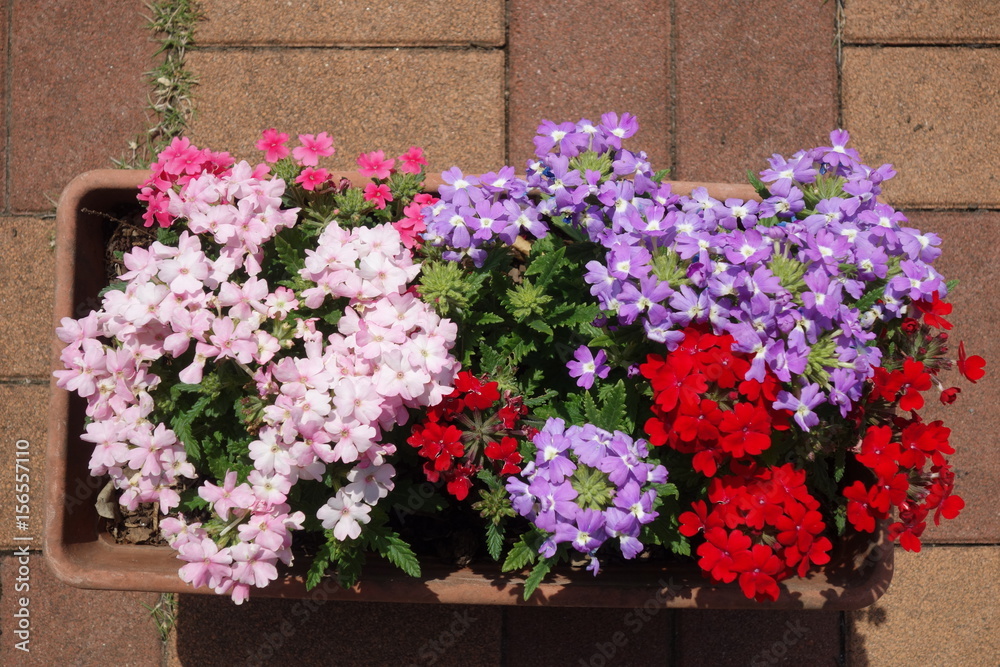 Naklejka premium バーベナ