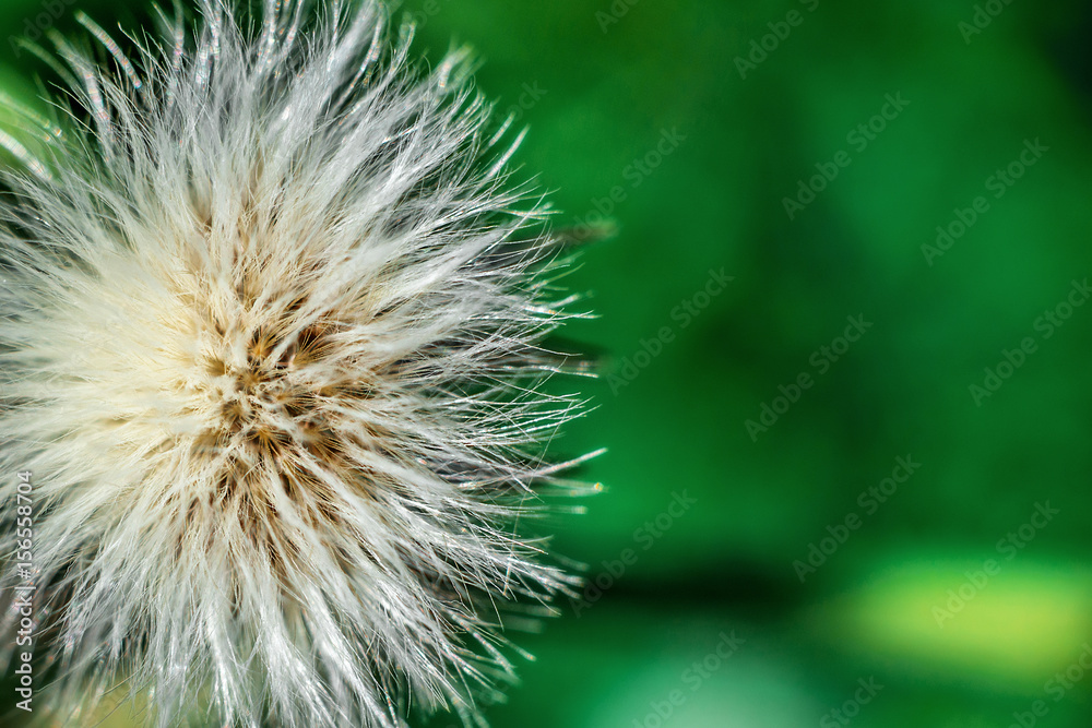 Fototapeta premium Macro of a dandelion