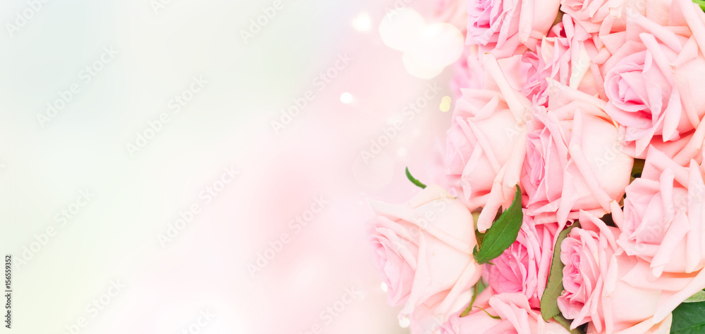 Pink blooming fresh roses over pink and blue bokeh background banner