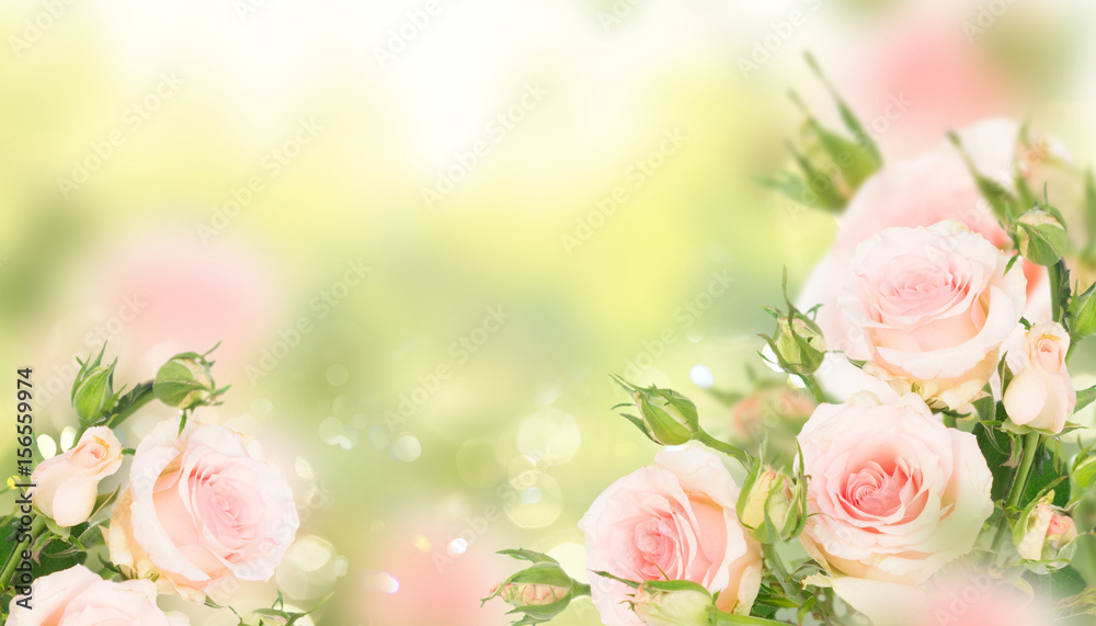 Pink blooming fresh roses with buds posy in green garden banner