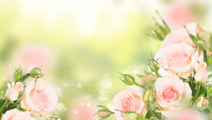 Pink blooming fresh roses with buds posy in green garden banner