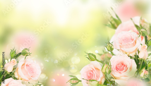 Pink blooming fresh roses with buds posy in green garden banner © neirfy