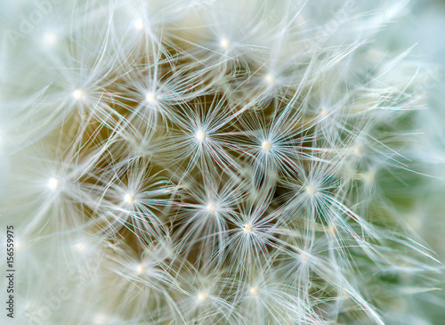 ripened dandelion on a green background  in bright sunny day