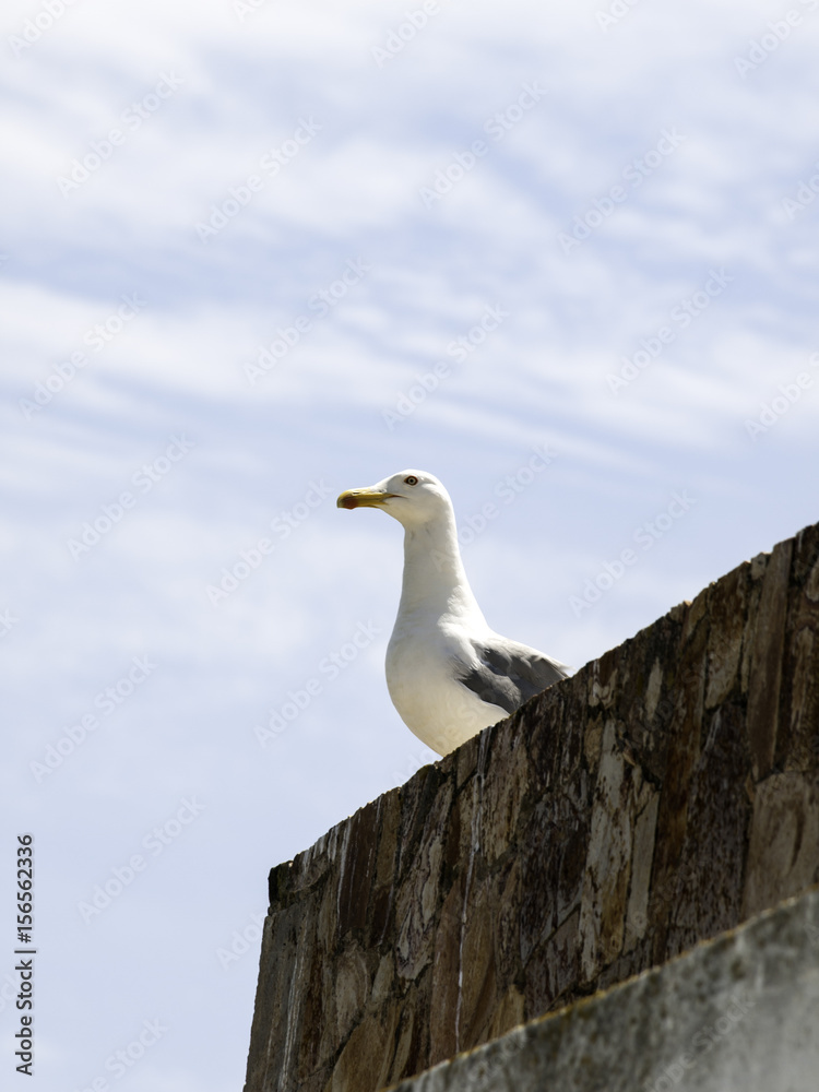 Seagull on beach Seagull on beach