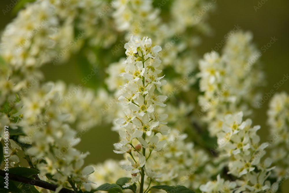 A beautiful closeup of young bird cherry flowers in spring A beautiful closeup of young bird cherry flowers in spring