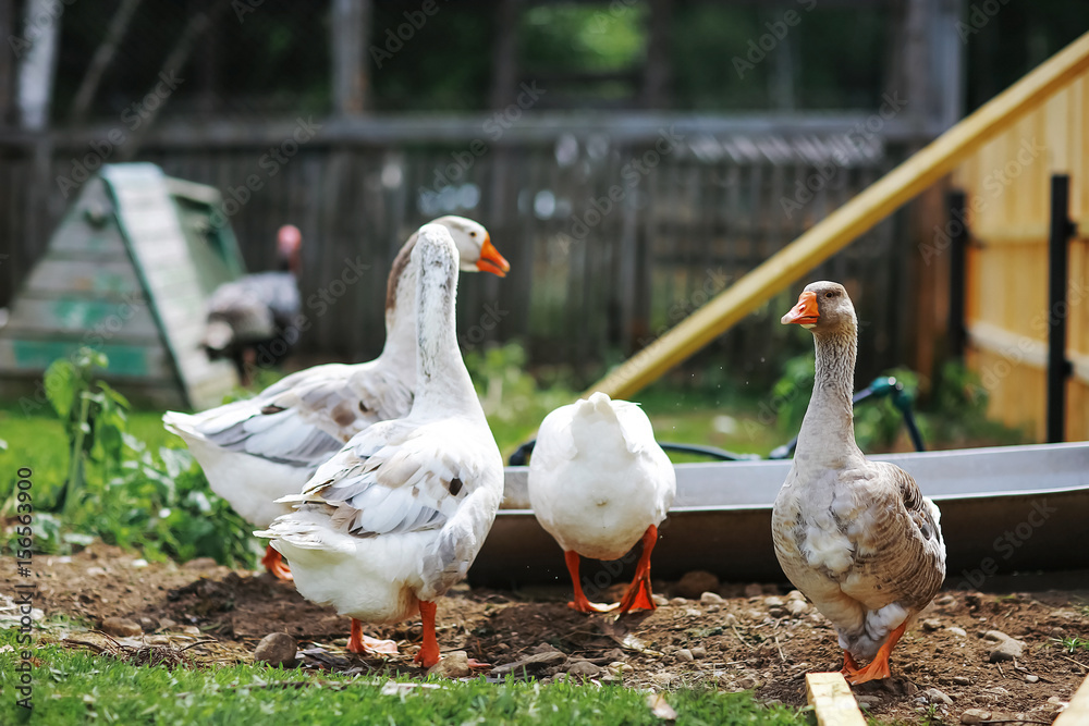 Geese and sheep on a farm Geese and sheep on a farm