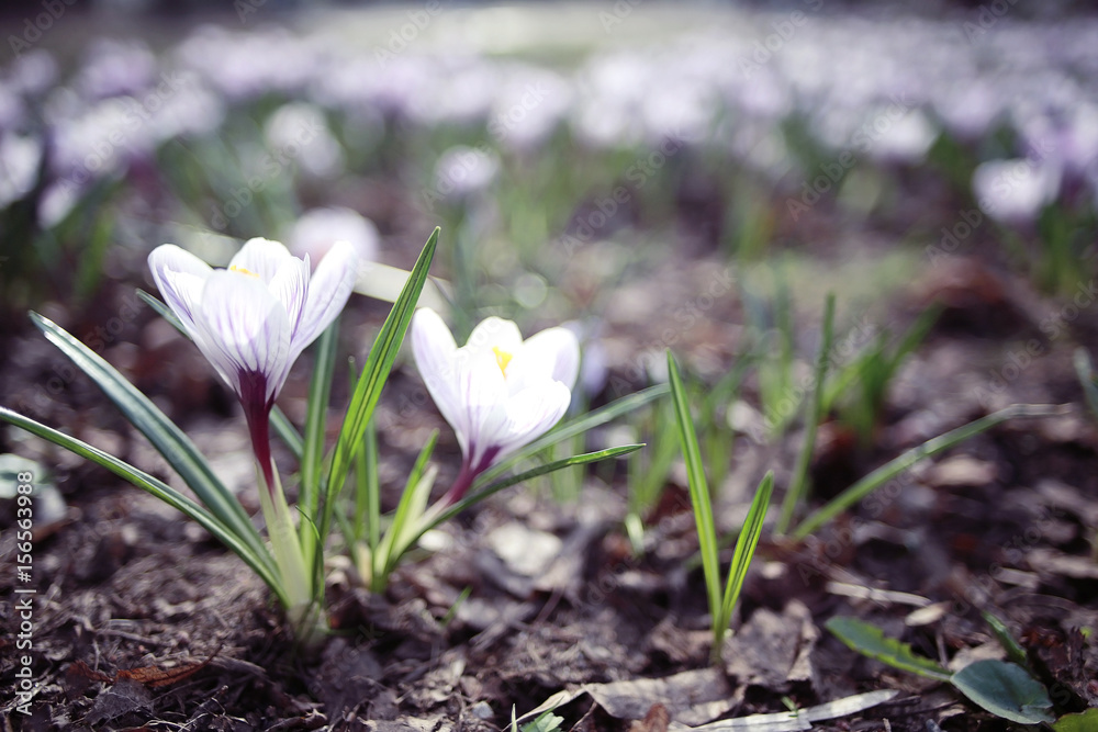 green shoots of young grass spring background green shoots of young grass spring background