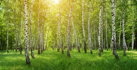 Fotobehang Berkenbos Zonnestralen door panoramisch berkenbos  © Mediagfx