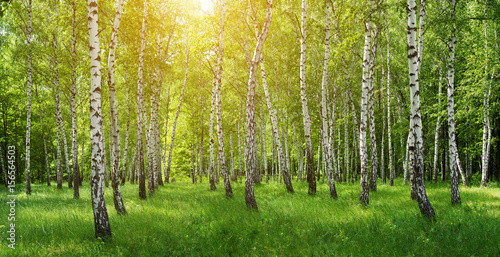Panorama of birches forest with sun shine photo