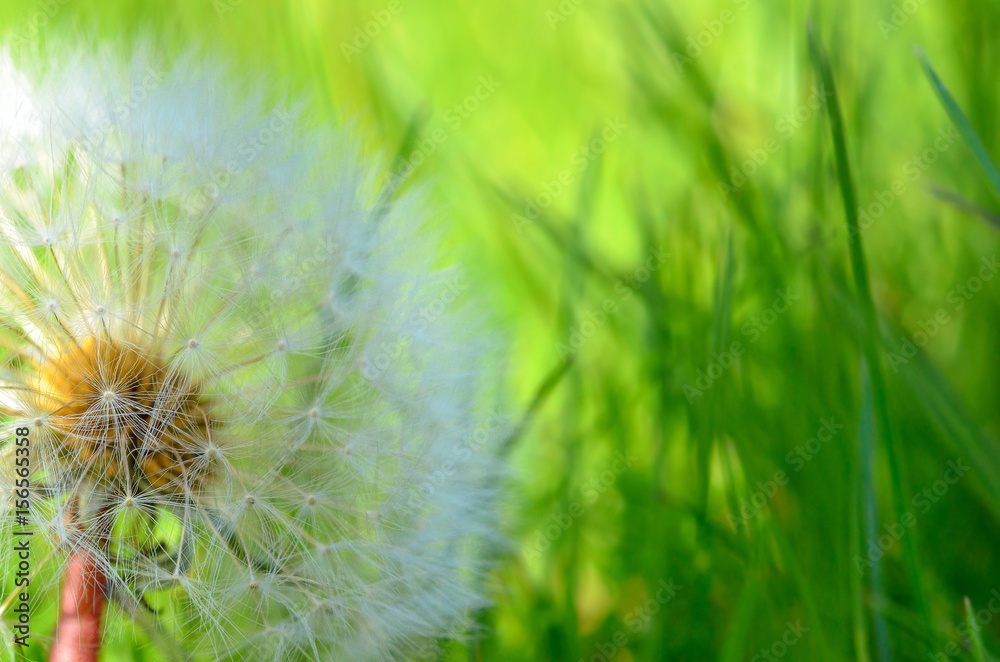 ripened dandelion on a green background, in bright sunny day